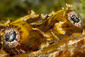 Eyes of crocodilefish by Iyad Suleyman 